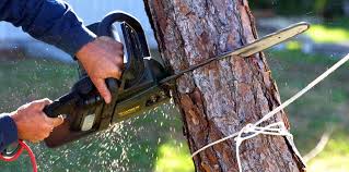 Best Tree Trimming and Pruning  in Zelienople, PA