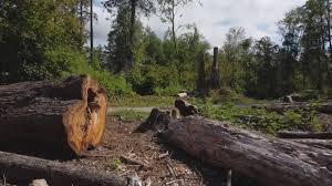 Best Lot and Land Clearing  in Zelienople, PA