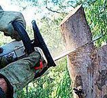 Best Tree Maintenance Programs  in Zelienople, PA