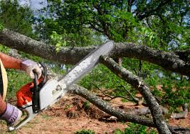 Best Fruit Tree Pruning  in Zelienople, PA