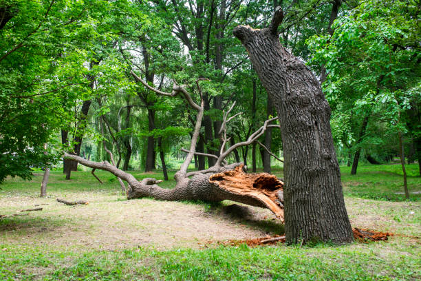 How Our Tree Care Process Works  in  Zelienople, PA