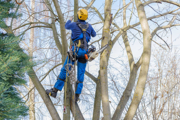 Best Tree Disease Treatment  in Zelienople, PA
