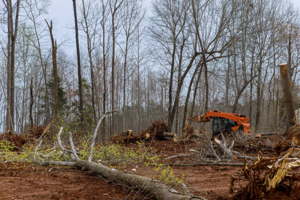 Trusted Zelienople, PA Tree Care Experts