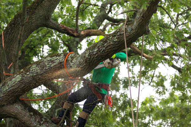 Best Storm Damage Tree Cleanup  in Zelienople, PA