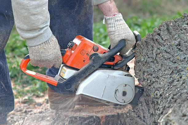 Best Tree Mulching  in Zelienople, PA