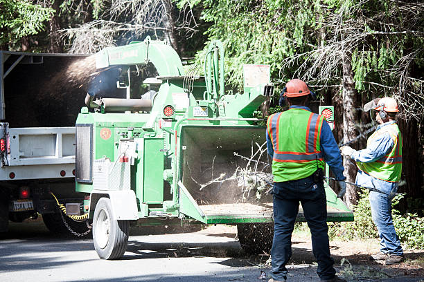 Best Tree Preservation Services  in Zelienople, PA