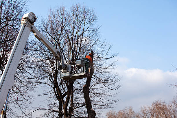  Zelienople, PA Tree Care Pros