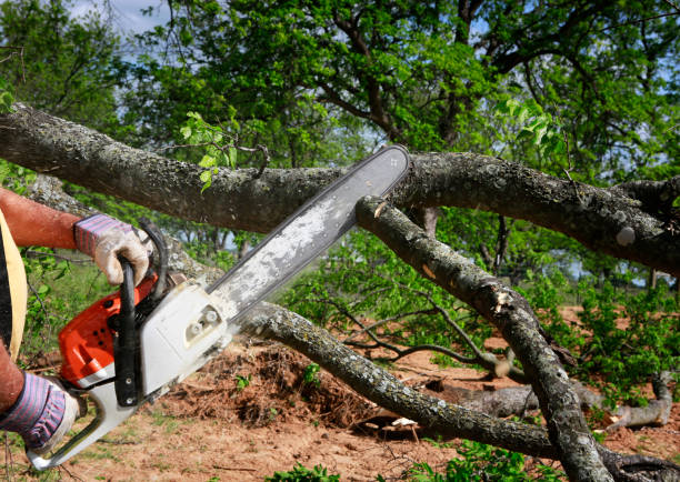 Best Tree and Shrub Care  in Zelienople, PA